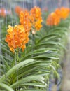 Beautiful branch of orange flowers of orchids. Orchid Garden Thailand Phuket. Royalty Free Stock Photo