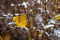 A beautiful branch with orange and yellow leaves in late autumn or early winter under snow. First snow in park.