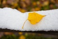 A beautiful branch with yellow leaves in late autumn or early winter under snow. First snow in park.