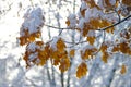 Beautiful branch with orange and yellow leaves in late fall or early winter under first snow Royalty Free Stock Photo