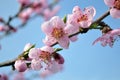 Beautiful branch of peach with blooming pink flowers close up Royalty Free Stock Photo