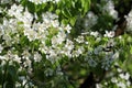 Beautiful branch pear tree blossoms in springtime