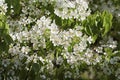 Beautiful branch pear tree blossoms in springtime