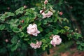 Beautiful branch of pink blooming rose bush Royalty Free Stock Photo