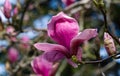 Beautiful branch of pink purple Magnolia Soulangeana Verbanica flower in spring Arboretum Park Southern Cultures in Sirius Adle Royalty Free Stock Photo