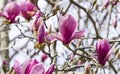 Beautiful branch of pink purple Magnolia Soulangeana Verbanica flower in spring Arboretum Park Southern Cultures in Sirius Royalty Free Stock Photo