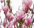 Beautiful branch of pink white Magnolia Soulangeana Alexandrina flower on blue sky background in spring Arboretum Park
