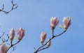 Beautiful branch of pink white Magnolia Soulangeana Alexandrina flower on blue sky background in spring Arboretum Park Southern Cu Royalty Free Stock Photo