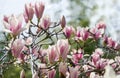 Beautiful branch of pink white Magnolia Soulangeana Alexandrina flower in spring Arboretum Park Southern Cultures in Sirius Adler Royalty Free Stock Photo