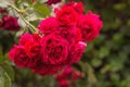 Beautiful branch of a red bush rose with a drop on a background of green bushes after the rain in the garden Royalty Free Stock Photo