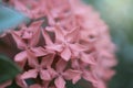 Beautiful branch red flower spike nature