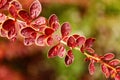Beautiful branch with red leaves and dew drops. Royalty Free Stock Photo