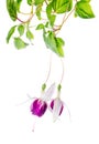 Beautiful branch of red and white fuchsia flower is isolated on Royalty Free Stock Photo