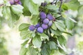 Beautiful branch with a ripe blue plum in the garden Royalty Free Stock Photo