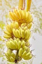 Beautiful branch with ripening bananas in the sunlight. Tropics. Palma. Royalty Free Stock Photo