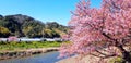 Beautiful branch of Sakura cherry blossom or pink flower blooming with river or lake, mountain and clear blue sky background Royalty Free Stock Photo