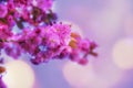 Beautiful branch sakura flower in spring. Sakura tree flowers with blurred bokhe background