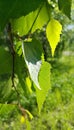 Beautiful branch of a spring birch