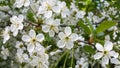 Beautiful branch of spring blooming tree Royalty Free Stock Photo