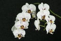 Beautiful branch of white orchid with purple drops flower Phalaenopsis `Radiance` Moth Orchid or Phal on black background. Royalty Free Stock Photo