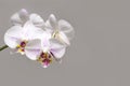 Beautiful branch of white orchid with purple drops flower Phalaenopsis `Radiance` Moth Orchid or Phal on bright gray background Royalty Free Stock Photo