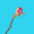 Beautiful branch of white and pink magnolia flower isolated on blue background, copy space, top view, flat lay. Spring flowers. Royalty Free Stock Photo