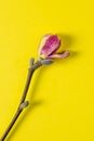 Beautiful branch of white and pink magnolia flower isolated on yellow background, copy space, top view, flat lay. Spring flowers. Royalty Free Stock Photo