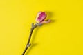 Beautiful branch of white and pink magnolia flower isolated on yellow background, copy space, top view, flat lay. Spring flowers. Royalty Free Stock Photo