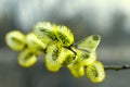 Beautiful branch of willow flowers and yellow butterfly in spring at sunrise morning, macro. Easter palm sunday holiday. Elegant Royalty Free Stock Photo