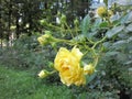 Beautiful branch of yellow rose with many buds in the garden Royalty Free Stock Photo