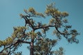 Beautiful branched pine tree against the background of the blue sky.