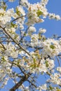 Beautiful branches of blossoming flowers of cherry tree in springtime