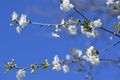 Beautiful branches of cherry blossoms in the spring Royalty Free Stock Photo