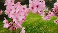 Beautiful branches of cherry flowers