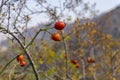 Beautiful branches of dog-rose, canker-rose with red orange leaves and red fruits