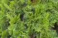 Beautiful branches of the evergreen thuja tree. Background and texture