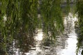 Beautiful branches hang over the water. Royalty Free Stock Photo