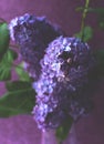 Beautiful branches of lilacs in a vase on a purple background. Spring flowers of lilac in soft focus Royalty Free Stock Photo