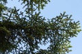 Beautiful branches of Numidian fir Abies numidica or Algerian fir on blue sky background