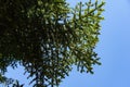 Beautiful branches of Numidian fir Abies numidica or Algerian fir on blue sky background in Pertenit in Crimea