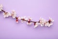 Beautiful branches of pink Cherry blossoms on purple background. Spring season, Nature floral background Royalty Free Stock Photo