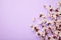 Beautiful branches of pink Cherry blossoms on purple background. Spring season, Nature floral background Royalty Free Stock Photo