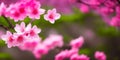 beautiful branches of pink Cherry blossoms on tree under blue sky, Selective focus. Beautiful Sakura flowers during spring season Royalty Free Stock Photo