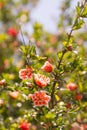 Beautiful branches with red pink flowers terry grenade or pomegranate