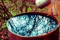 beautiful branches reflection on the water surface in rusted iron barrel Royalty Free Stock Photo