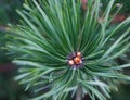 Beautiful branches of spruce with young needles. Christmas tree in nature Royalty Free Stock Photo