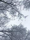 Snowy crowns of trees high in the sky