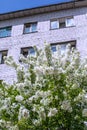 Beautiful branches with white flowers and lush green foliage. Blossoming branch of an apple tree against the backdrop of Royalty Free Stock Photo