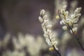 Beautiful branches with yellow flowers bloomed