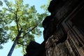 Beautiful branchy tree near the medieval ruins. Sunny weather